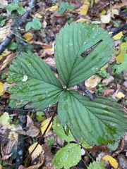 Fragaria moschata