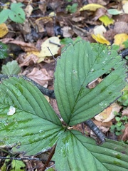 Fragaria moschata