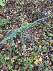 Phragmites australis
