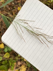 Phragmites australis