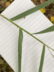 Phragmites australis