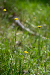 Leptorhynchos squamatus