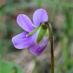Viola hederacea
