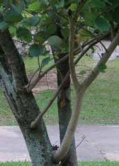 Calotes versicolor