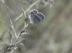 Pseudophilotes baton