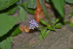 Iberis umbellata