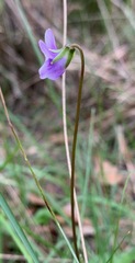 Viola hederacea