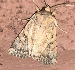 Eriopygini