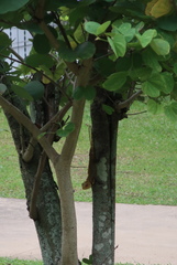 Calotes versicolor