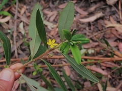 Hibbertia hexandra