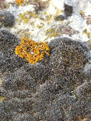 Grimmia pulvinata