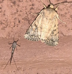 Eriopygini