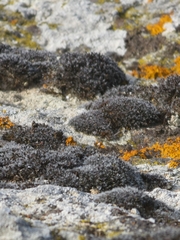 Grimmia pulvinata