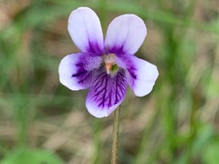 Viola hederacea