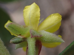 Hibbertia hexandra