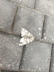 Catocala fraxini