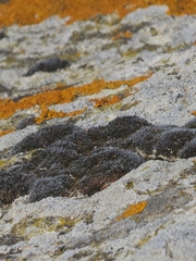 Grimmia pulvinata
