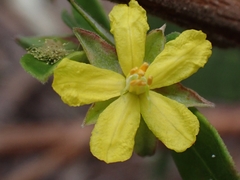 Hibbertia hexandra