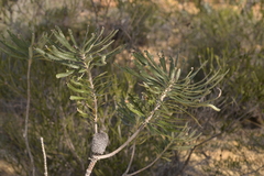 Banksia attenuata
