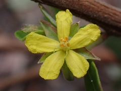 Hibbertia hexandra