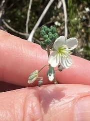 Heliophila acuminata