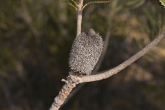Banksia attenuata