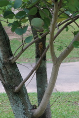 Calotes versicolor