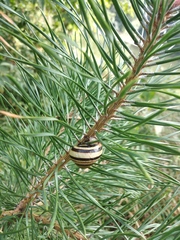 Caucasotachea vindobonensis