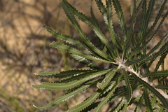 Banksia attenuata
