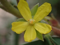 Hibbertia hexandra