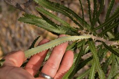 Banksia attenuata