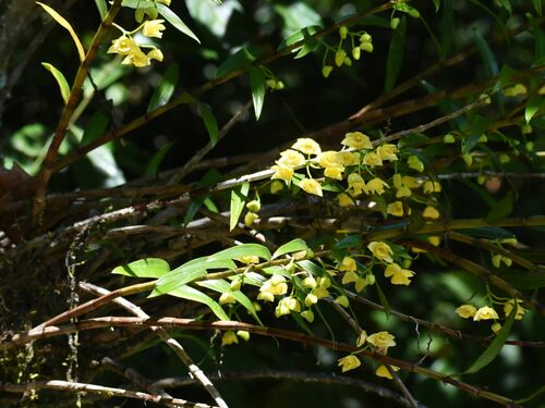 Image of Dendrobium agrostophyllum by (c) Wairambar Rainforest, some rights reserved (CC BY)