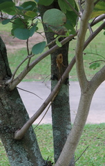 Calotes versicolor