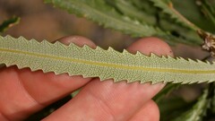 Banksia attenuata