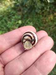 Caucasotachea vindobonensis