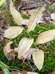 Polygonatum odoratum
