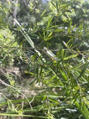 Leptospermum polygalifolium