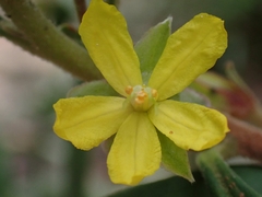 Hibbertia hexandra