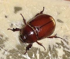 Pentodontini
