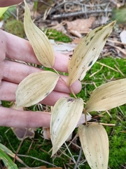 Polygonatum odoratum