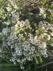 Diosma aspalathoides