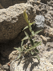 Silene parishii