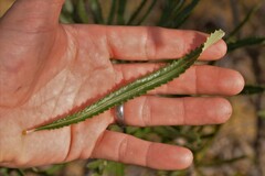 Banksia attenuata