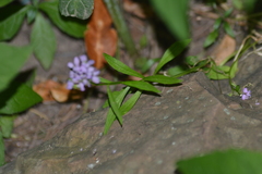 Iberis umbellata