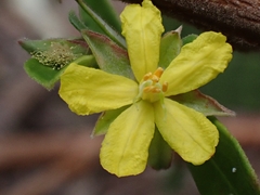 Hibbertia hexandra