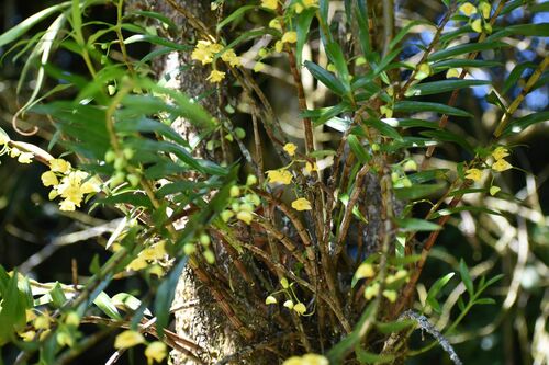 Image of Dendrobium agrostophyllum by (c) Wairambar Rainforest, some rights reserved (CC BY)