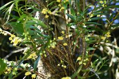 Dendrobium agrostophyllum