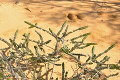 Verticordia oculata