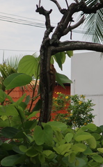 Calotes versicolor