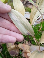 Polygonatum odoratum